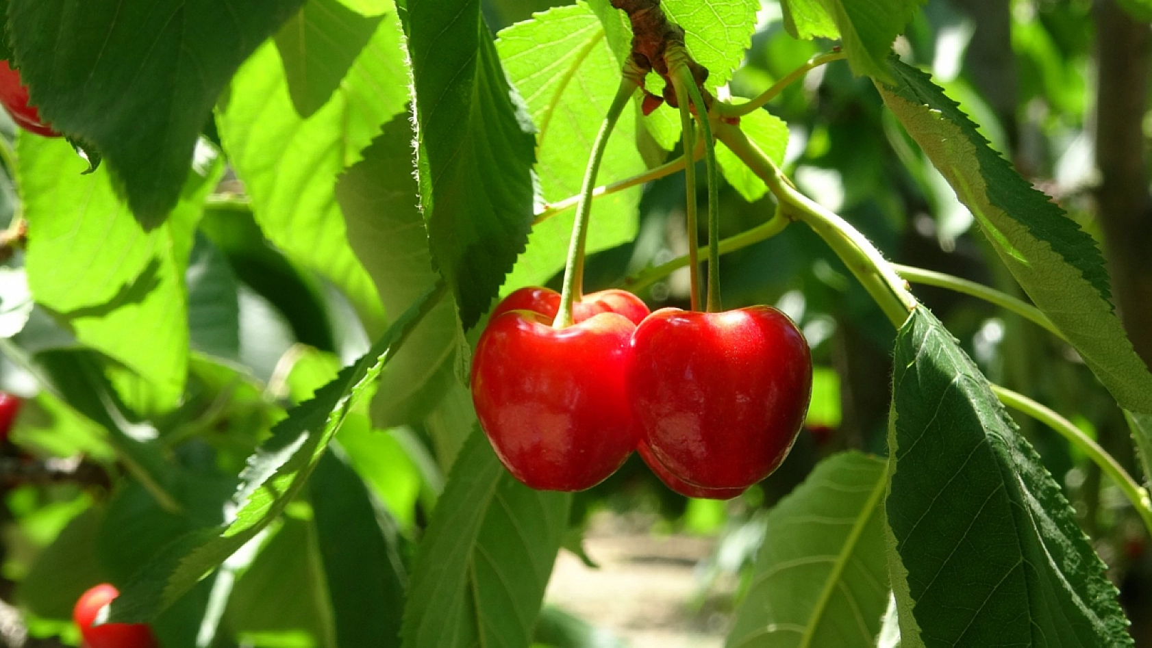 Elazığ'ın Gözdesi 75 Liradan Tezgahlardaki Yerini Aldı!