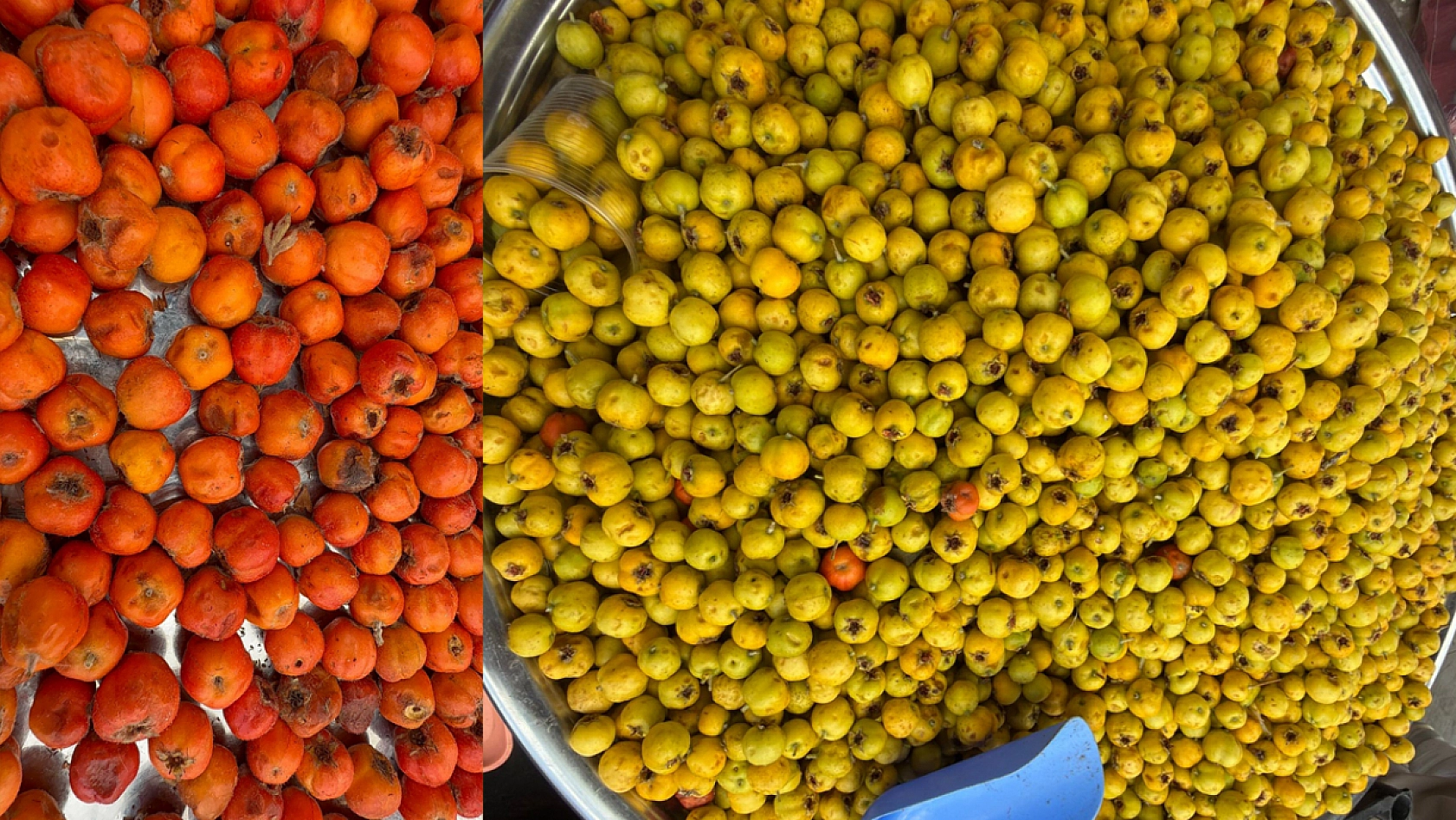 Elazığ'da kırsal alanda kendiliğinden yetişen şifa