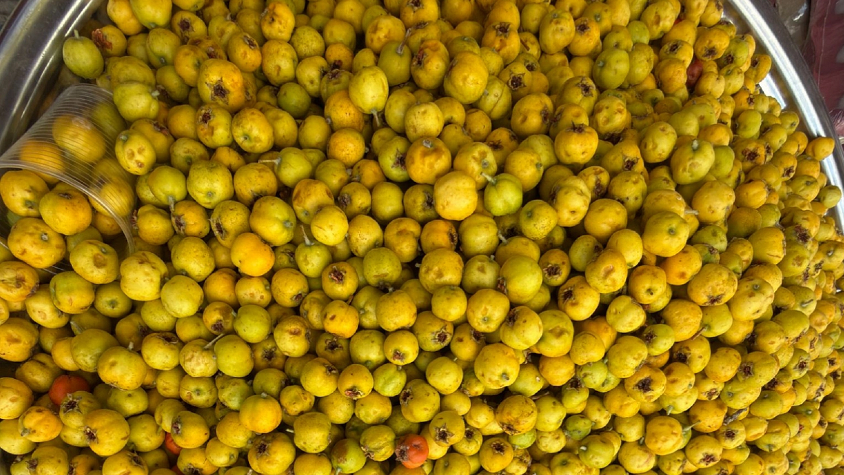 Elazığ'da kırsal alanda kendiliğinden yetişen şifa