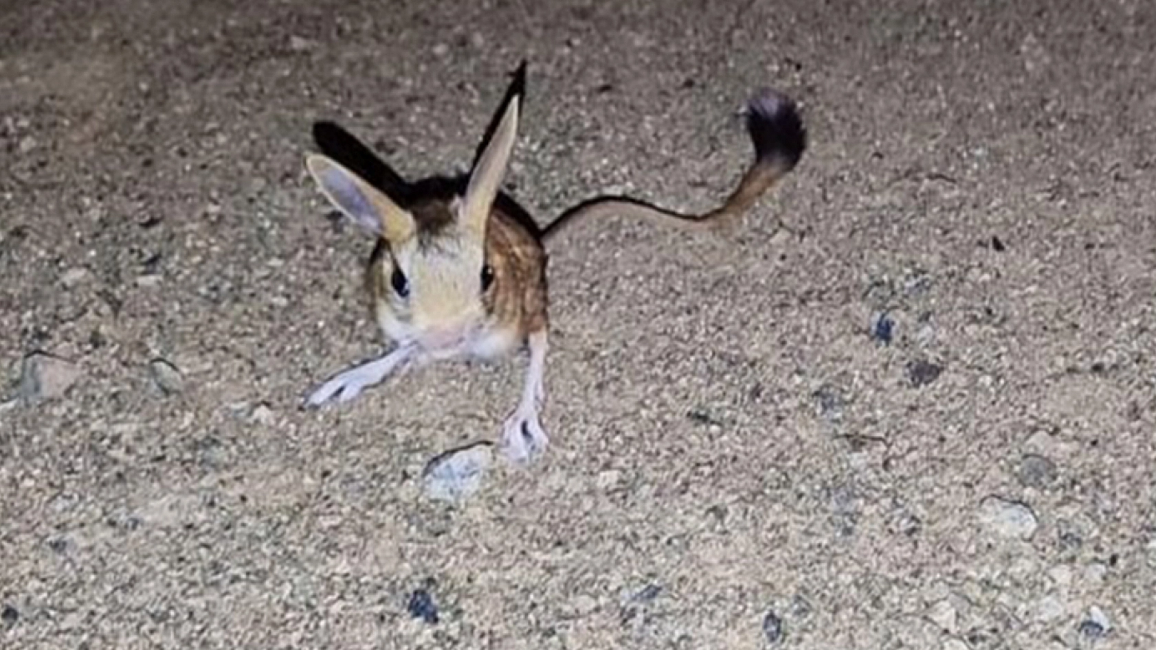 Dünya'nın en ilginç 19 hayvanından biri Elazığ'da görüldü: Görenler direkt bunu yapıyor