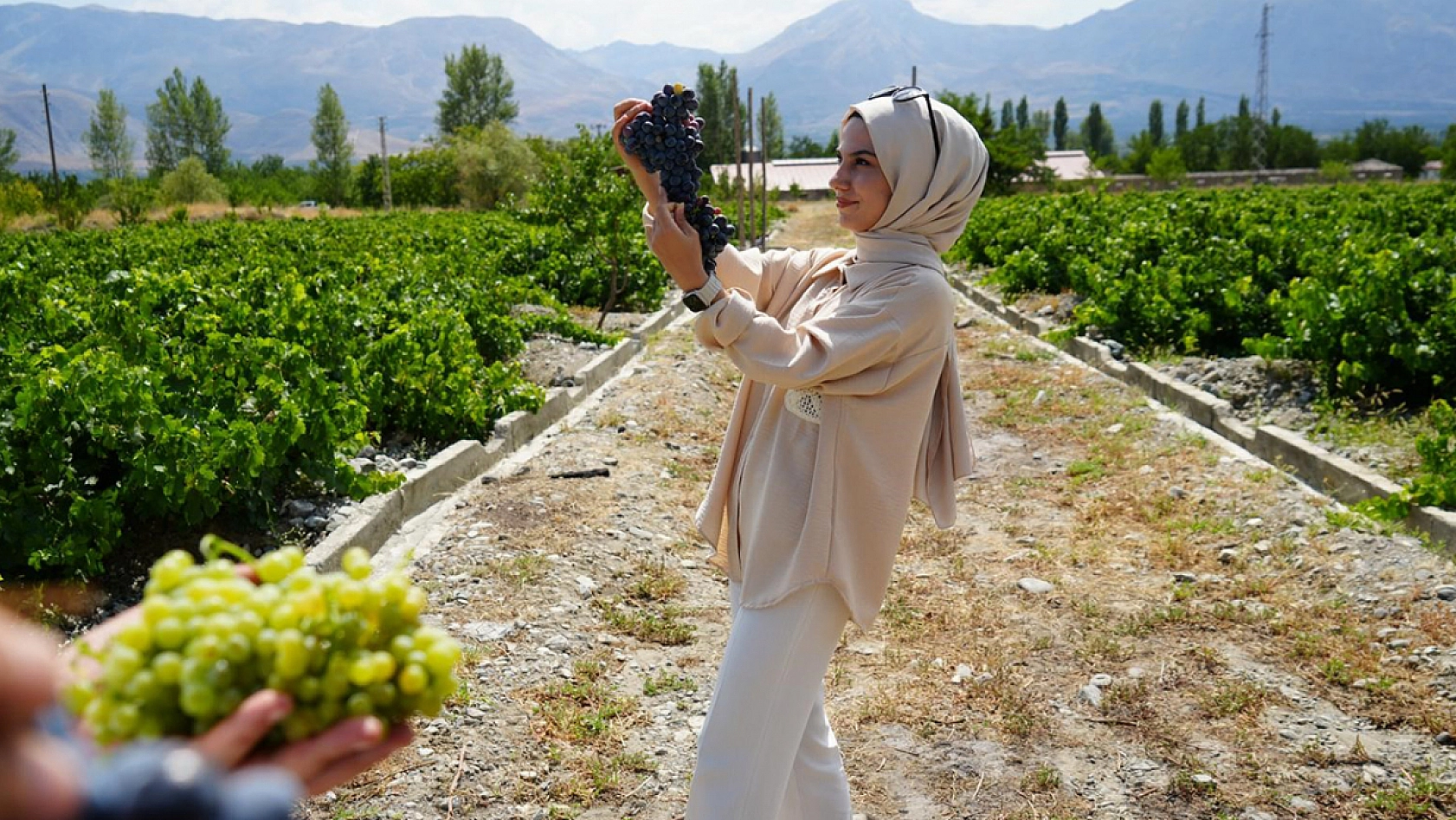 Elazığ ve Malatya'nın ardından en çok Erzincan'da üretiliyor