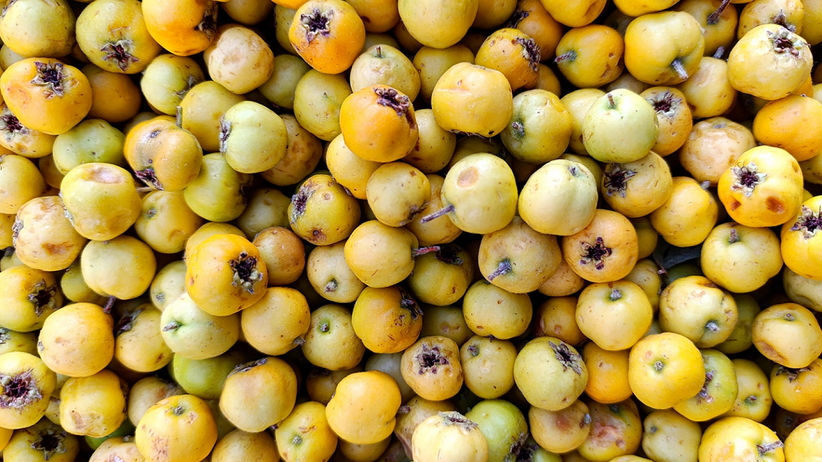 Elazığ'da Şimdi Tam Zamanı 80 Liradan Tezgahlarda Yerini Aldı