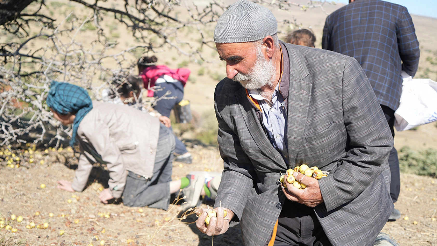 Bu Armutlar İçin Elazığ'dan Muş'a Gidiyorlar