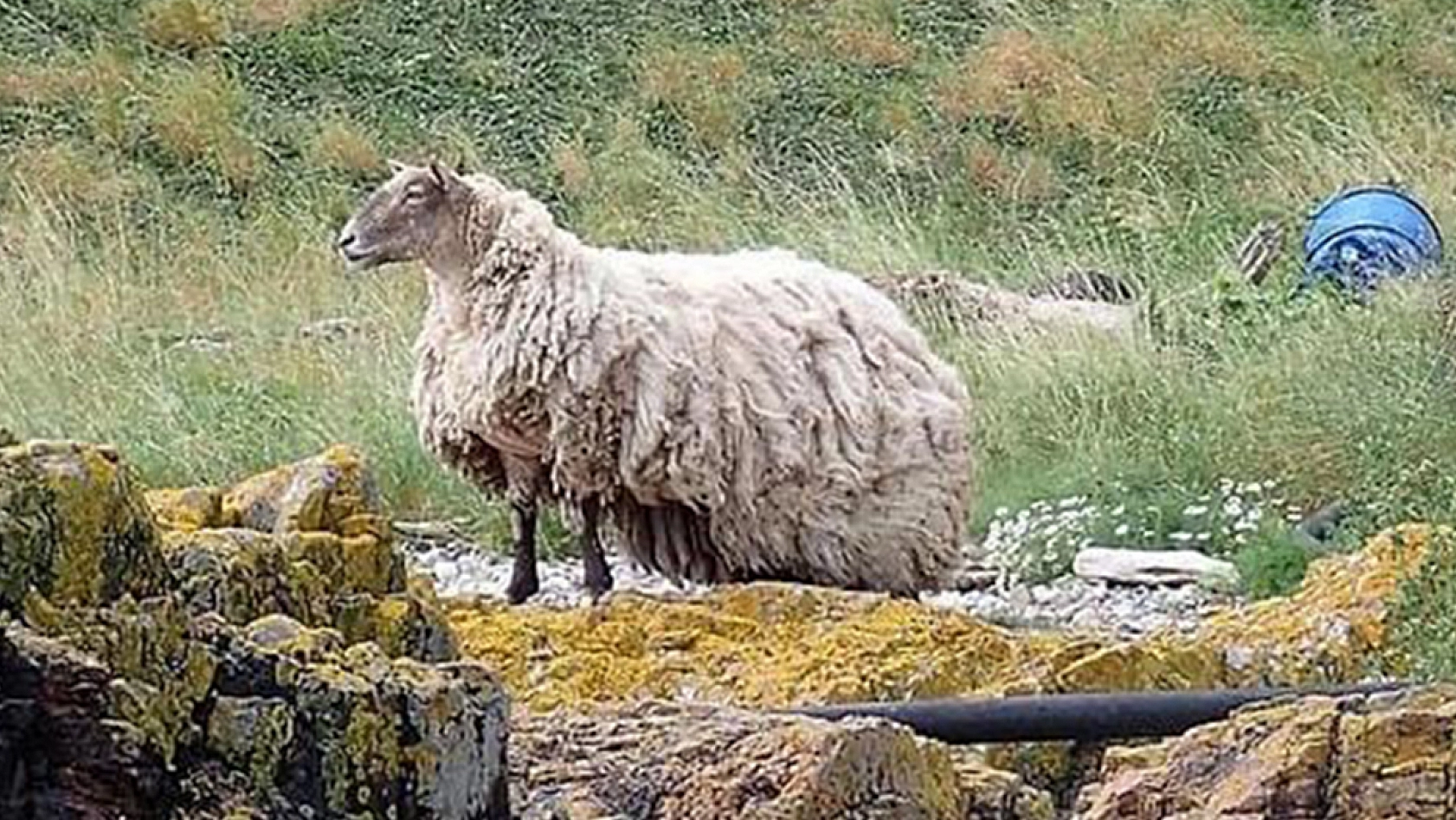 2 yıl doğada mahsur kaldı, diğer hayvanların yanına getirildi yaptığı hareket ekipleri dondurdu