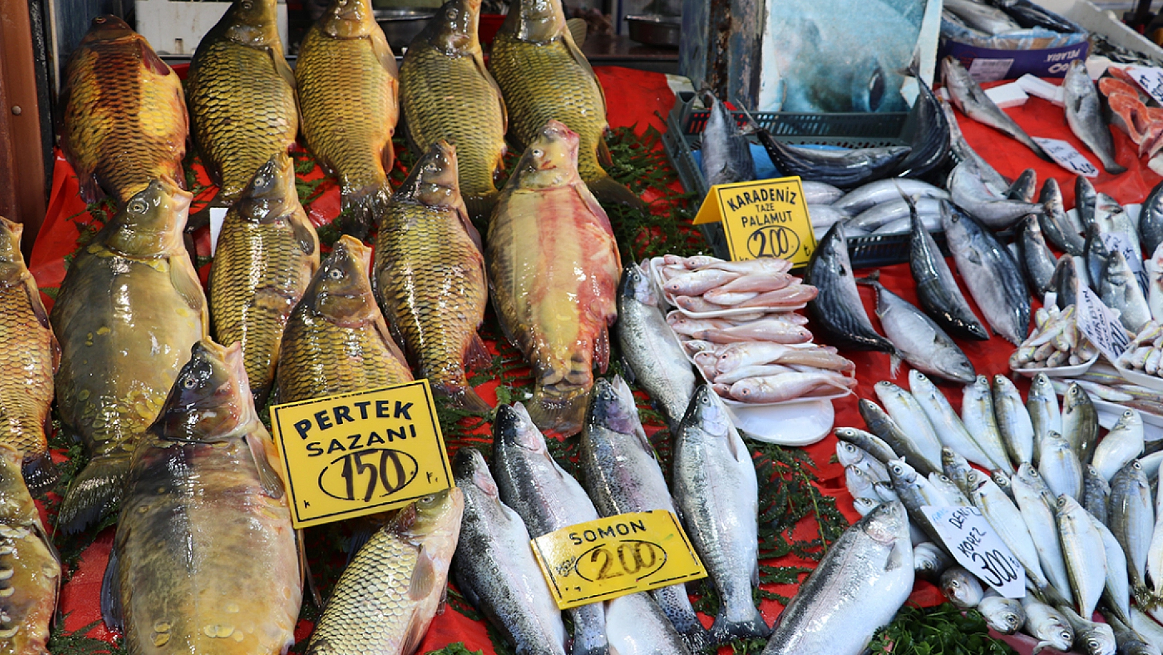 Elazığ'da balık fiyatlarında son durum ne? İşte güncel balık fiyatları…
