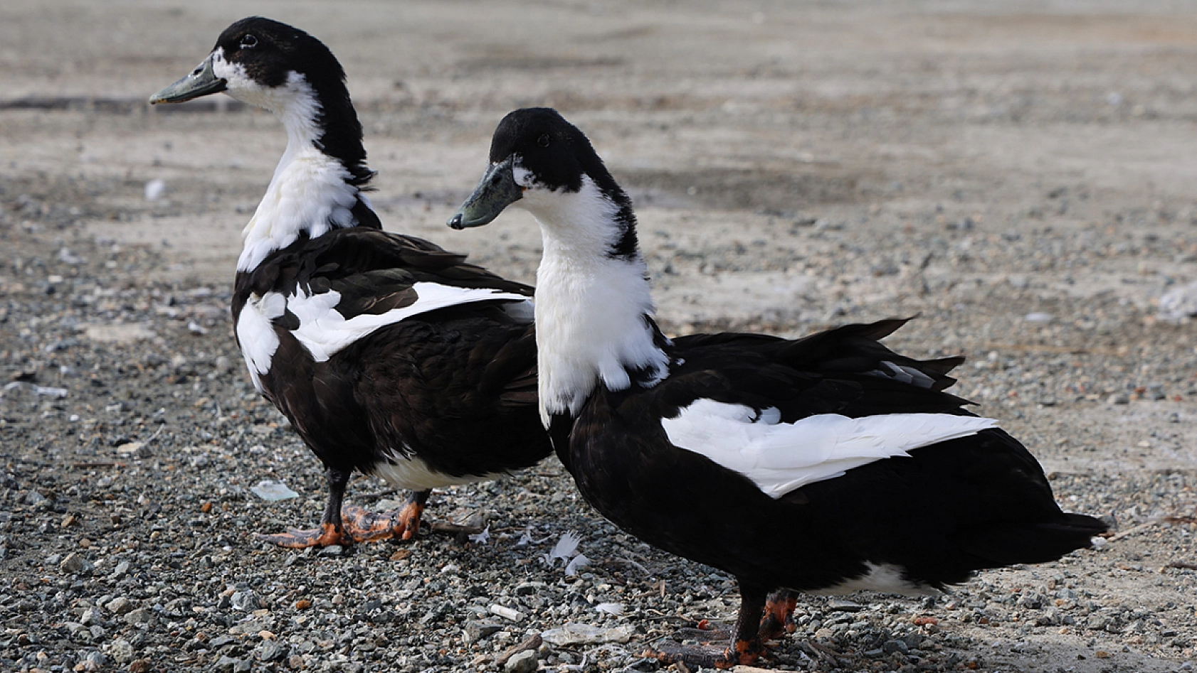 Elazığ'da baraj gölü zengin Fauna çeşitliği ile dikkat çekiyor
