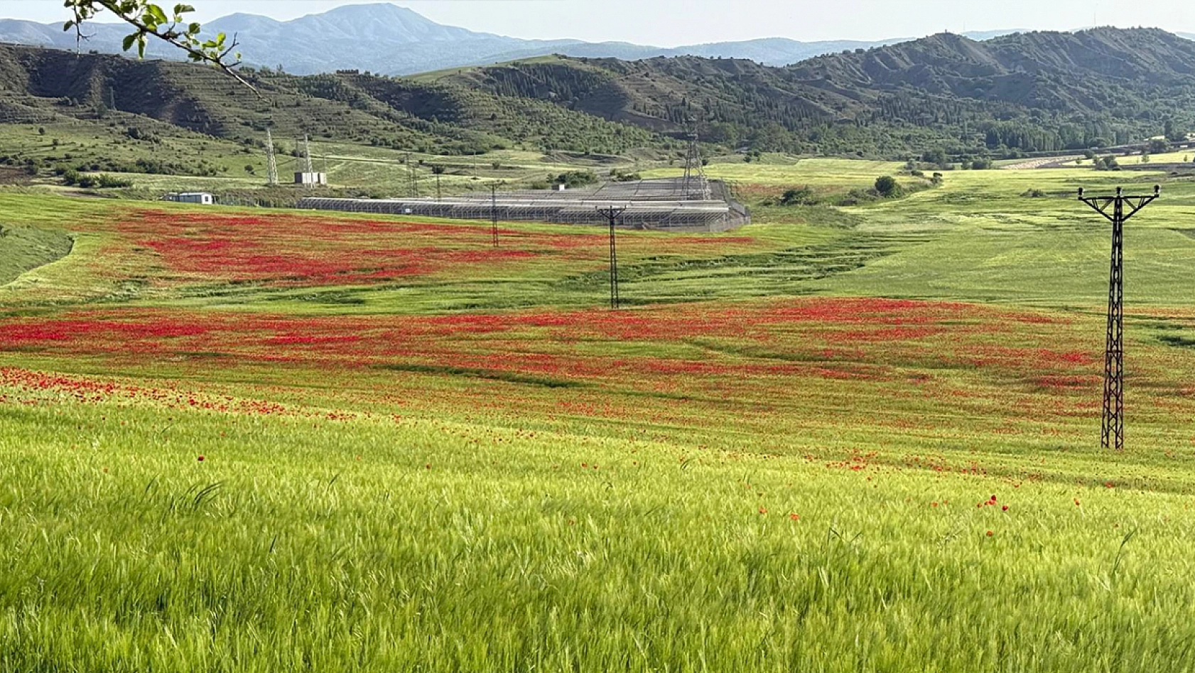 Elazığ'da gelincikler görsel şöleniyle mest etti