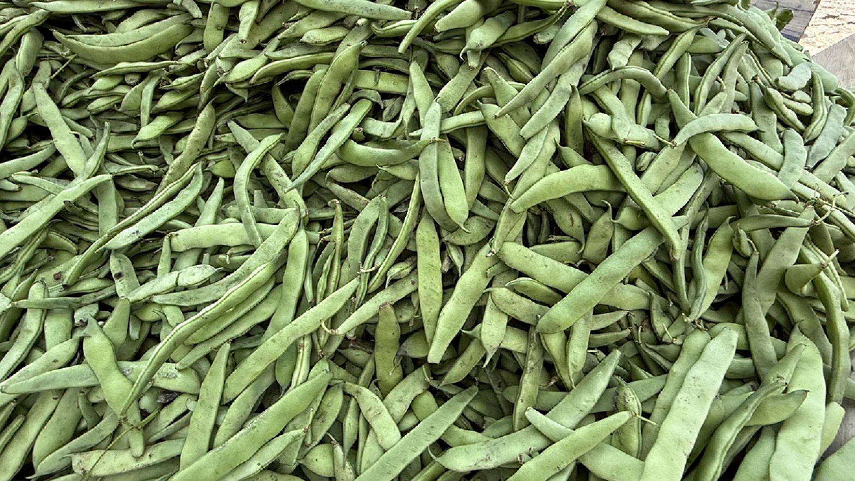 Elazığ'a yılın ilk mahsulü geldi kilosu 50 liradan satılıyor