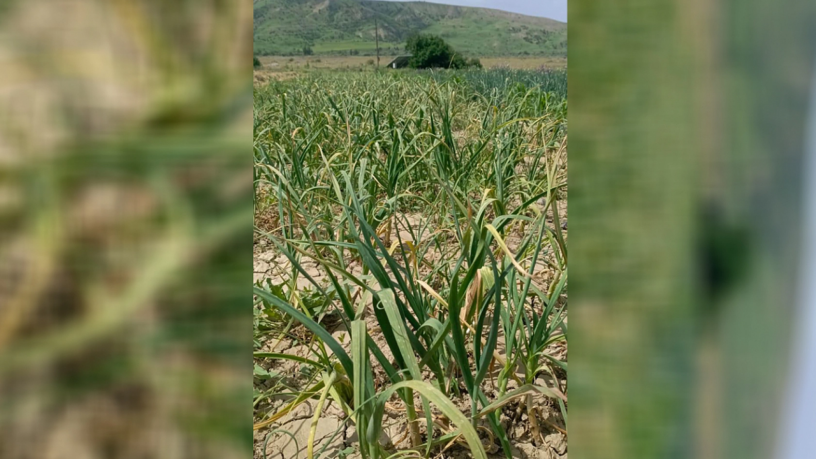 Elazığ'da soğanıyla ünlü köyümüz eski günlerine dönmek istiyor