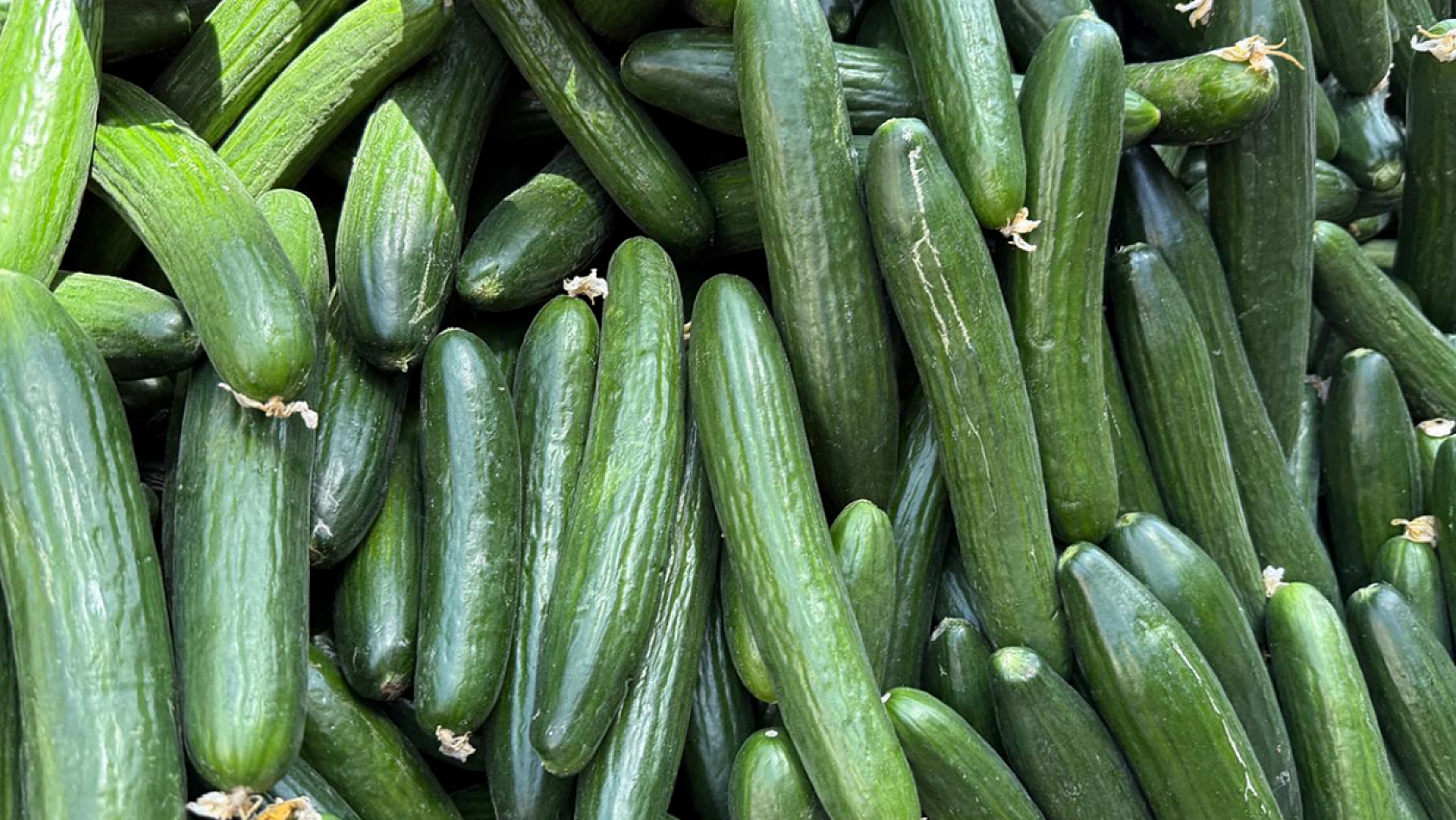 Elazığ'da kilosu 15 lira oldu poşet poşet satıldı!