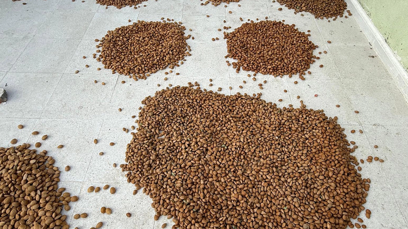 Elazığ'da hasadı başladı: rekolte düşük, fiyatlar hayal kırıklığı yarattı