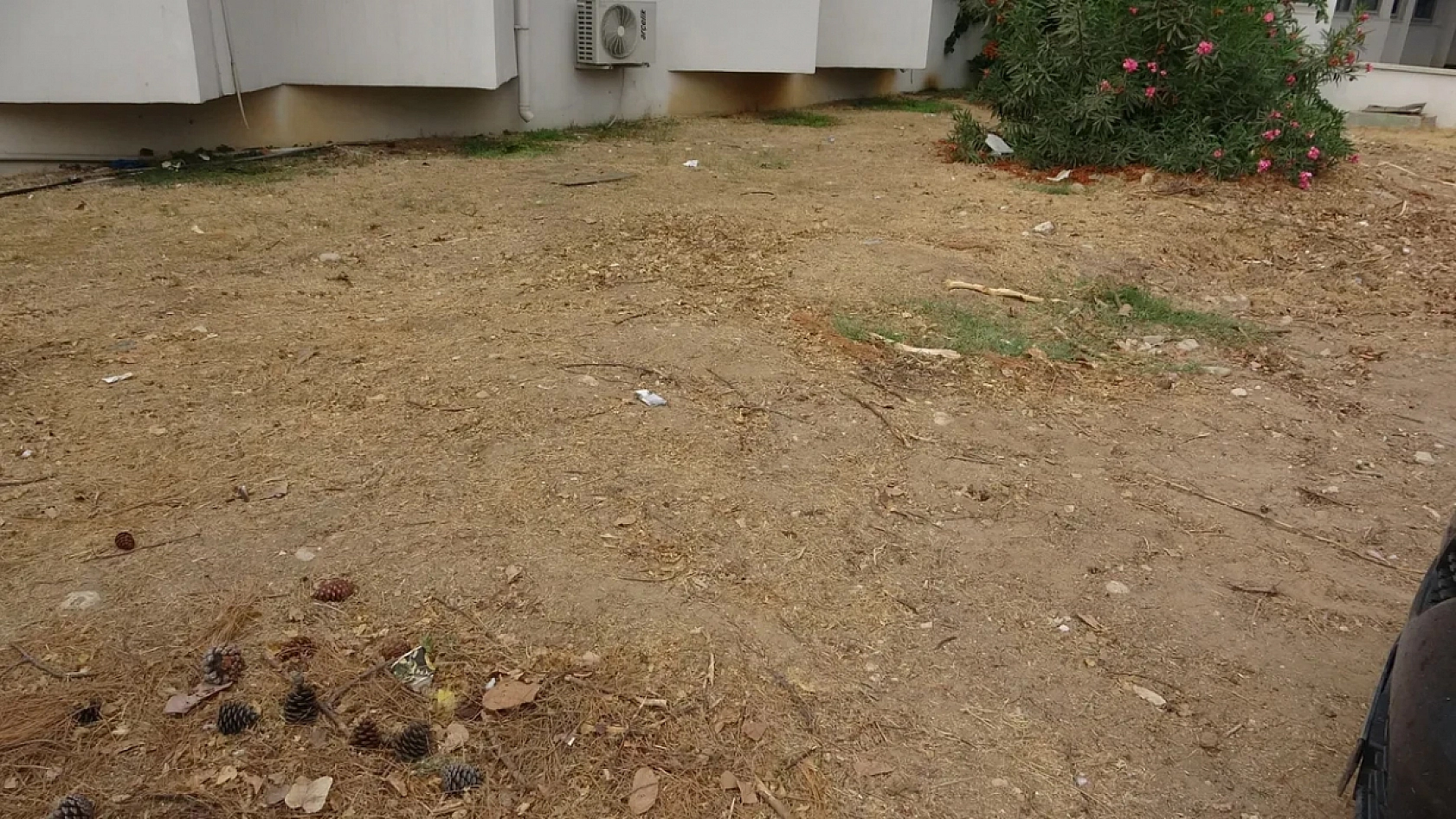 Türkiye'de ilk kez: Mersin'de Fin balinası bilime kazandırılıyor