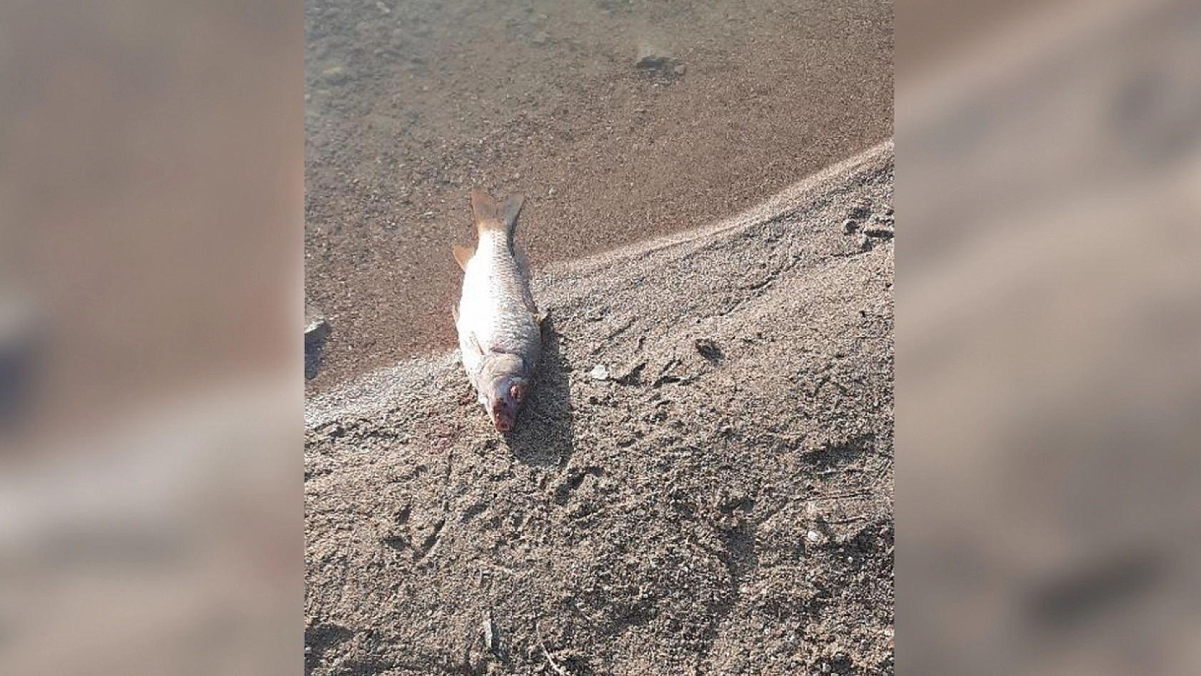 Elazığ'da Cip Baraj Gölü alarm veriyor: Sular çekildi, balıklar telef oldu