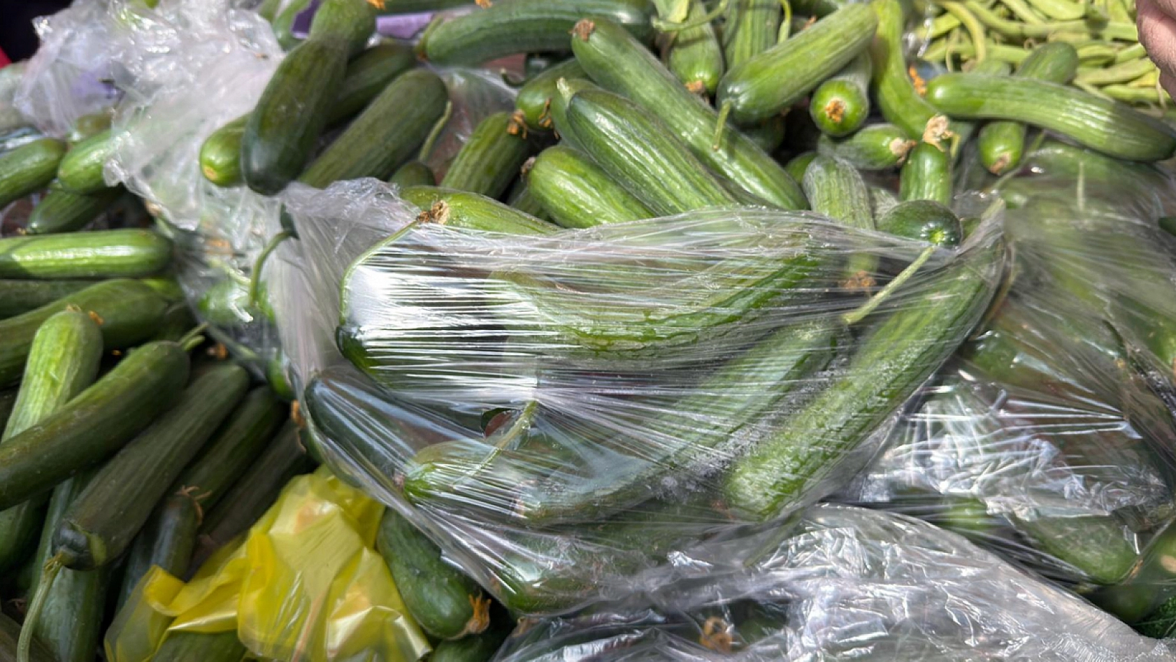 Elazığ'da kilogramı 25 liraya düşen sebze kilo kilo satın alındı