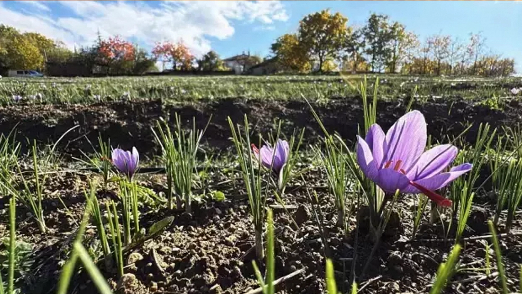 Gramı 600 TL'ye dayanan ürünün hasadı başladı