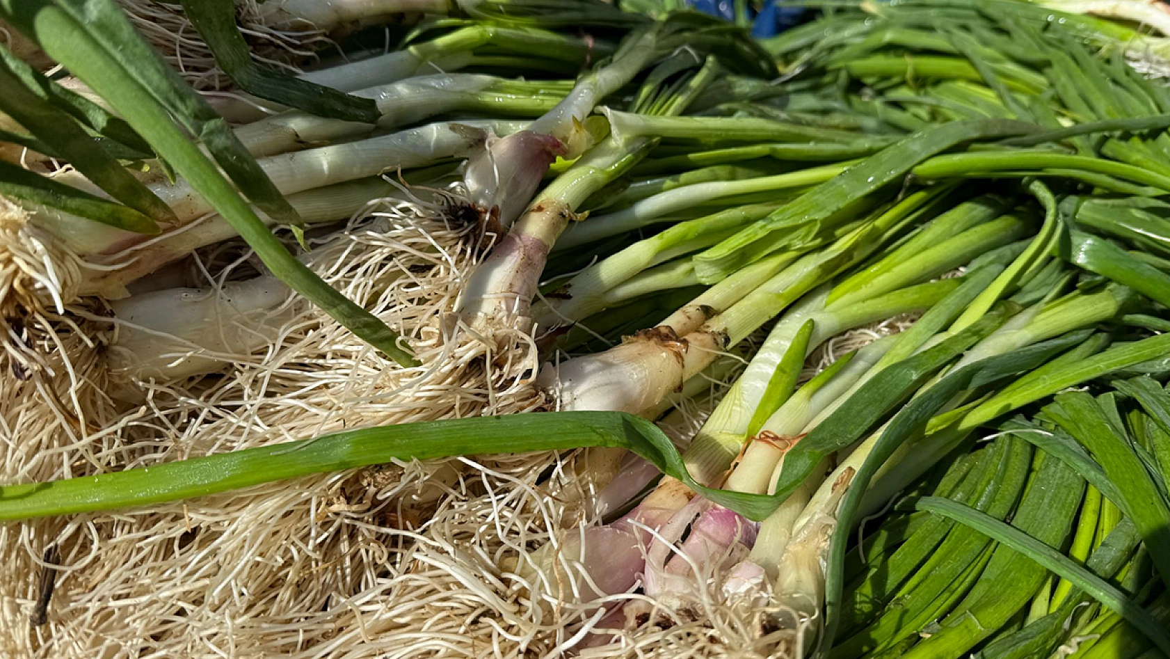 Elazığ'da kilosunun 40 lira olduğunu duyan oraya koştu