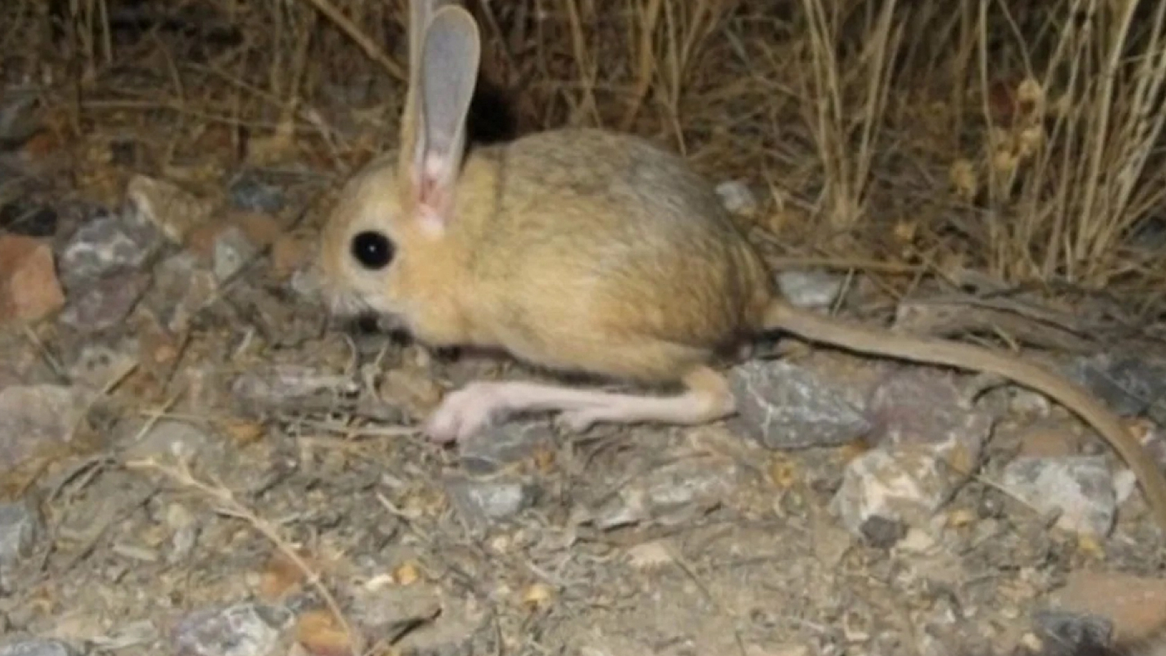 Dünya'nın en ilginç 19 hayvanından biri Elazığ'da görüldü: Görenler direkt bunu yapıyor