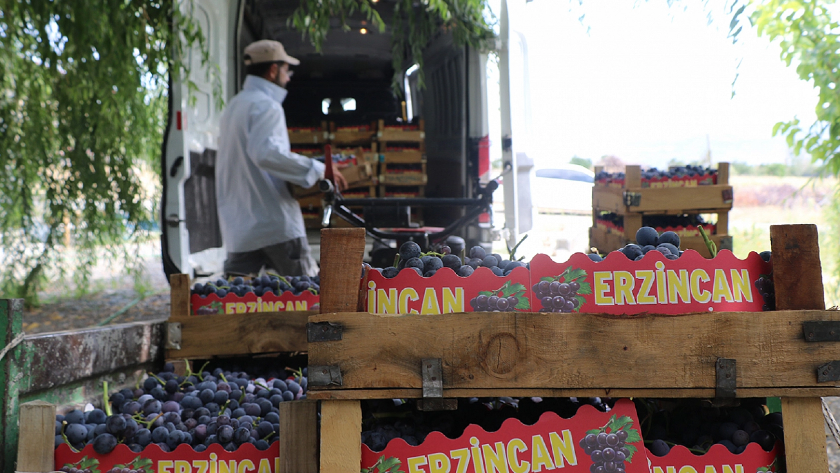 Elazığ ve Malatya'nın ardından en çok Erzincan'da üretiliyor