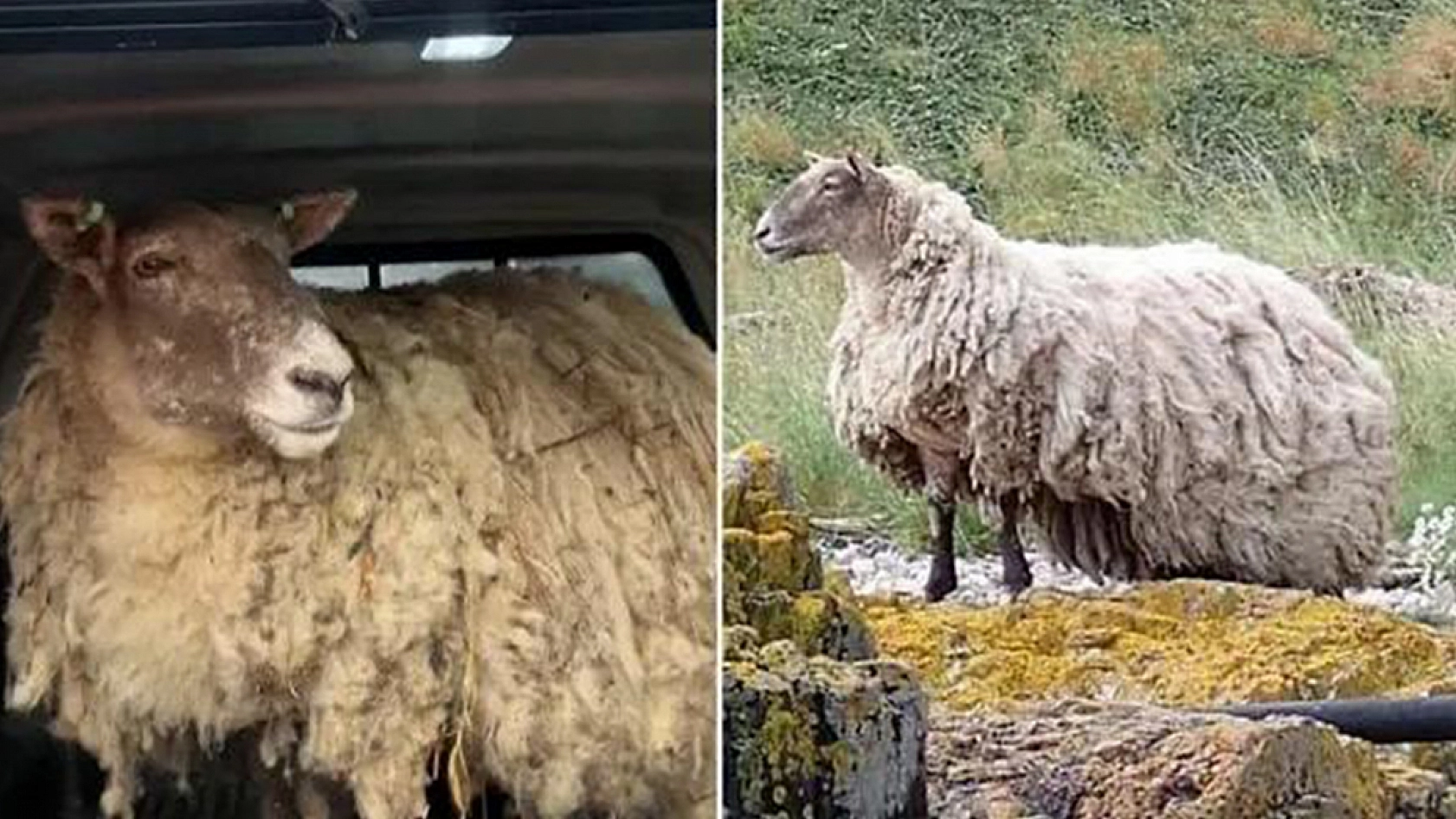 2 yıl doğada mahsur kaldı, diğer hayvanların yanına getirildi yaptığı hareket ekipleri dondurdu
