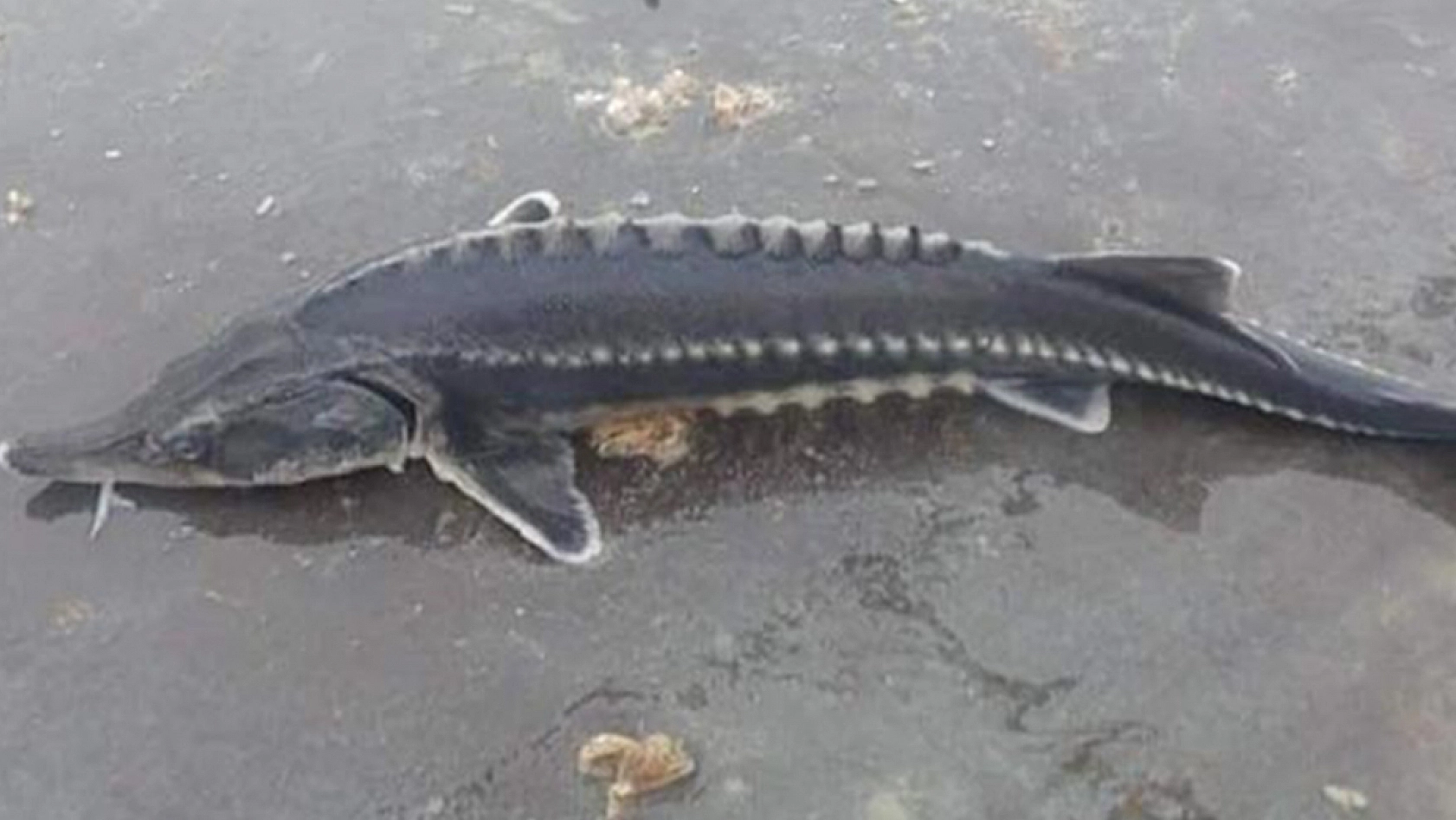 Elazığ'a çok yakın bir noktada yine bulundu: Tam 2 milyon liradan satılıyor