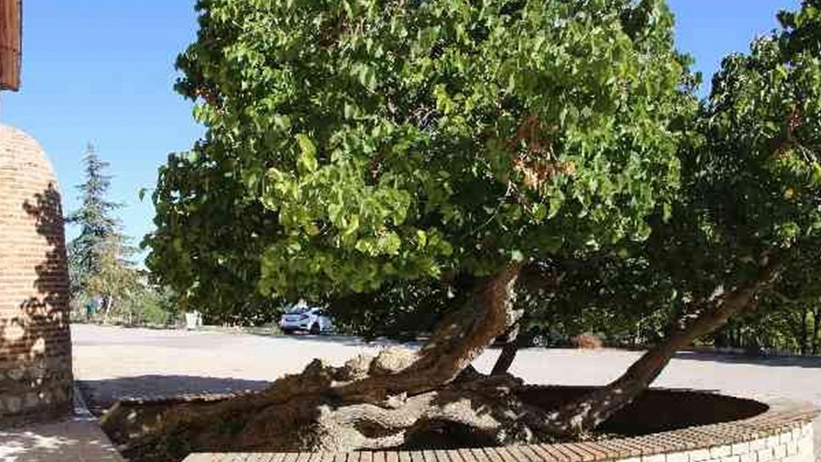 Elazığ'da ağaçlar bile secde ediyor!
