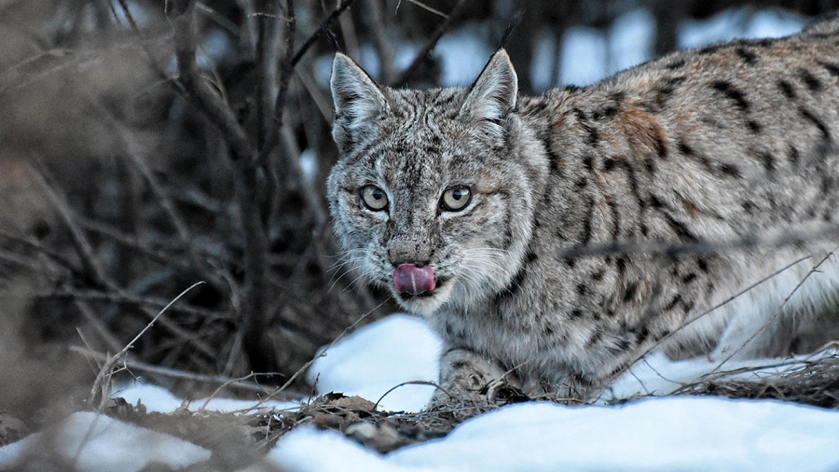 Tunceli'de koruma altındaki vaşağın eşsiz fotoğrafları