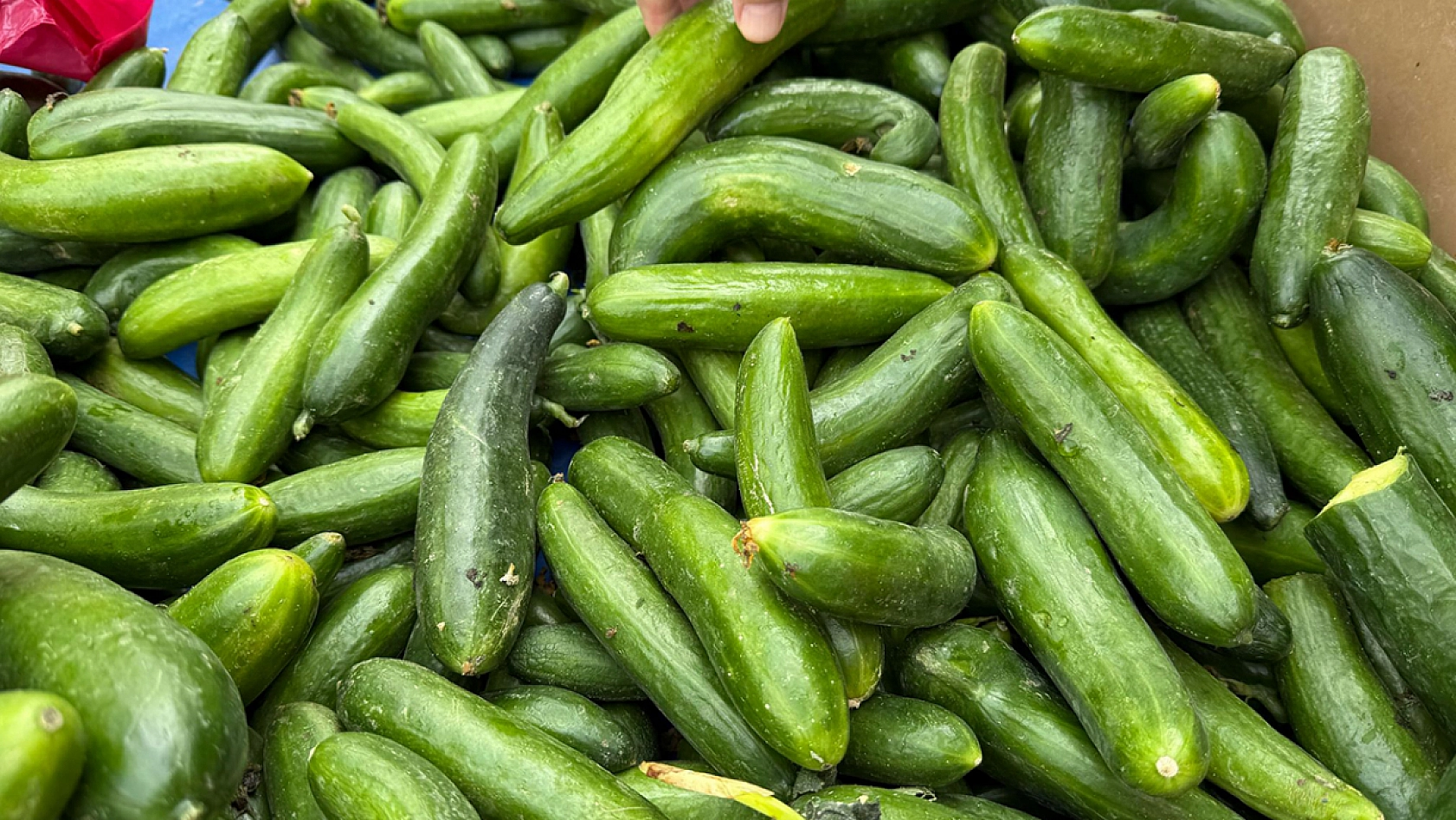 Elazığ'da fiyatı çakıldı vatandaşlar kilolarca aldı