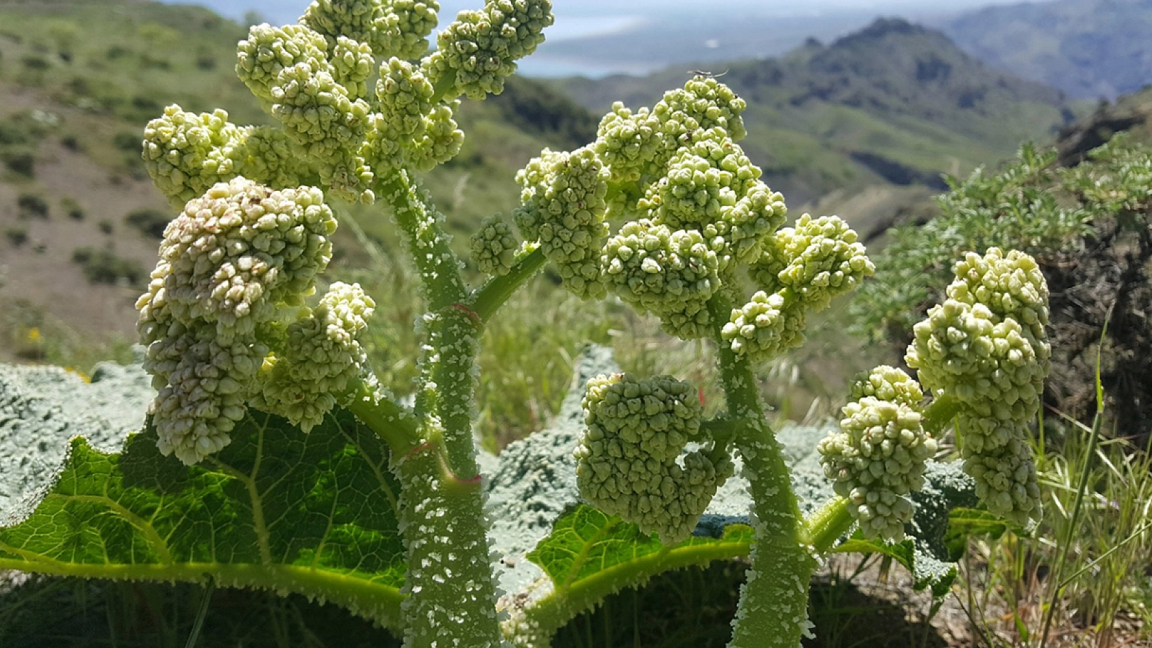 Elazığ'da zamanı geldi: Karaçor'dan sevenlerini heyecanlandıracak kareler
