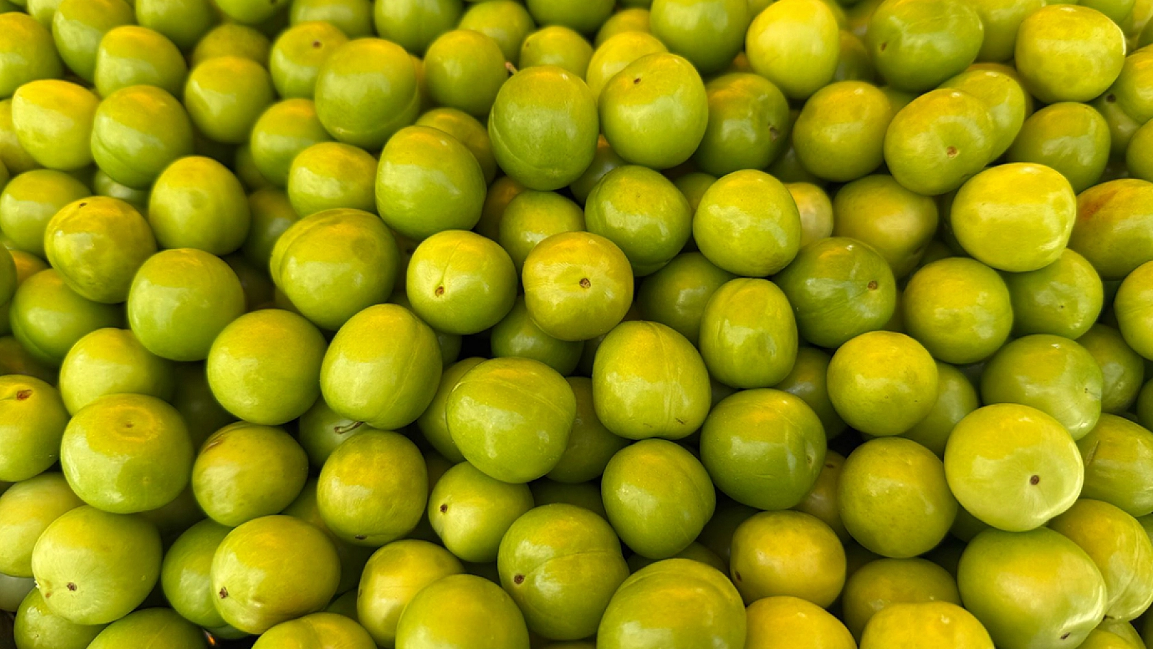 Elazığ'da tezgahlarda yerini aldı kilosu 500 liradan satılıyor