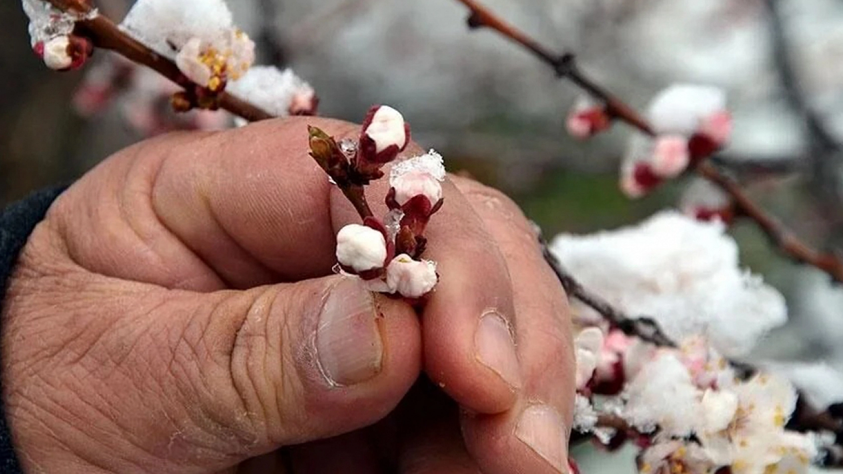 Elazığ'da çiftçilerin kurtuluş reçetesi!