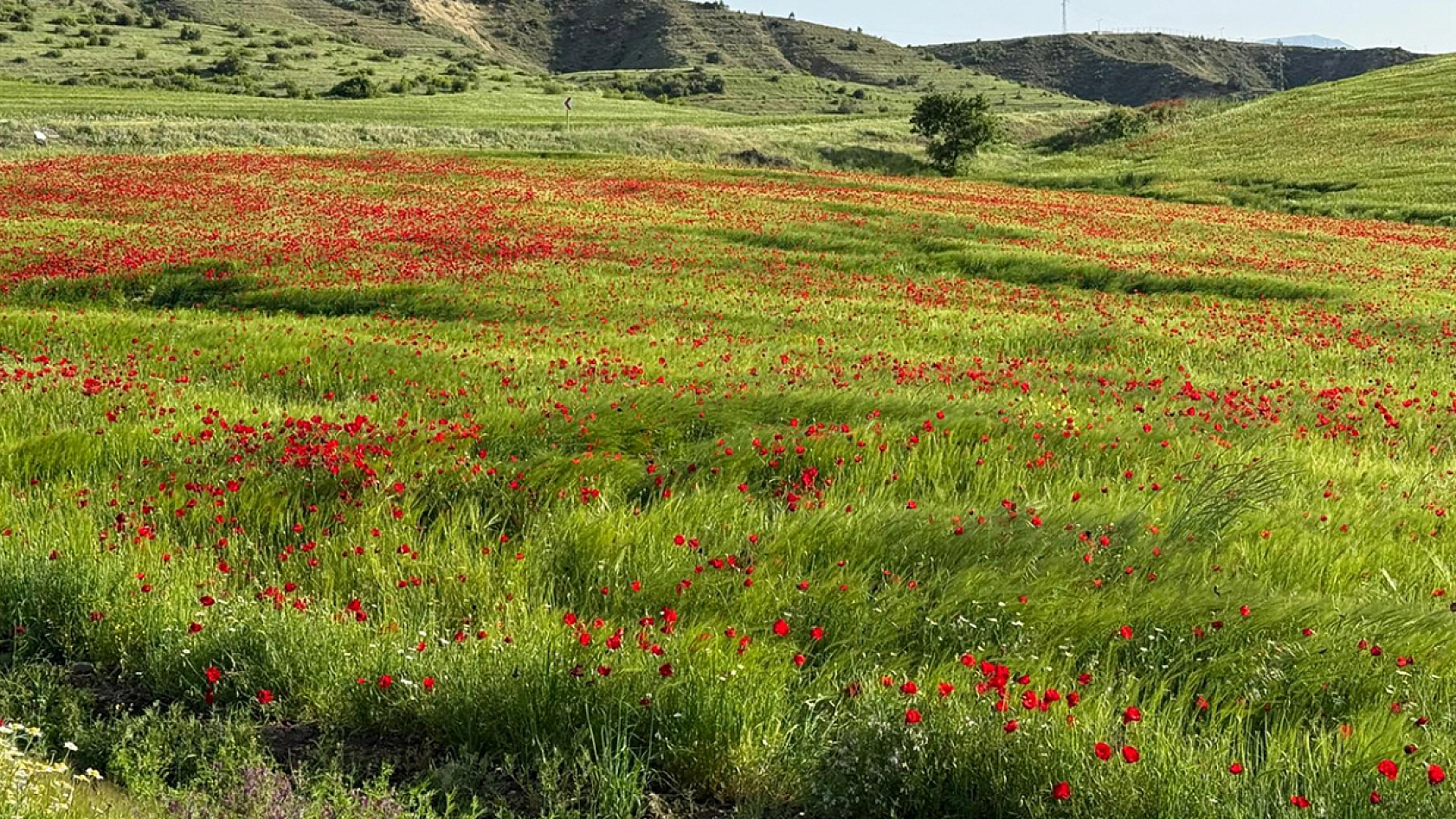 Elazığ'da gelincikler görsel şöleniyle mest etti