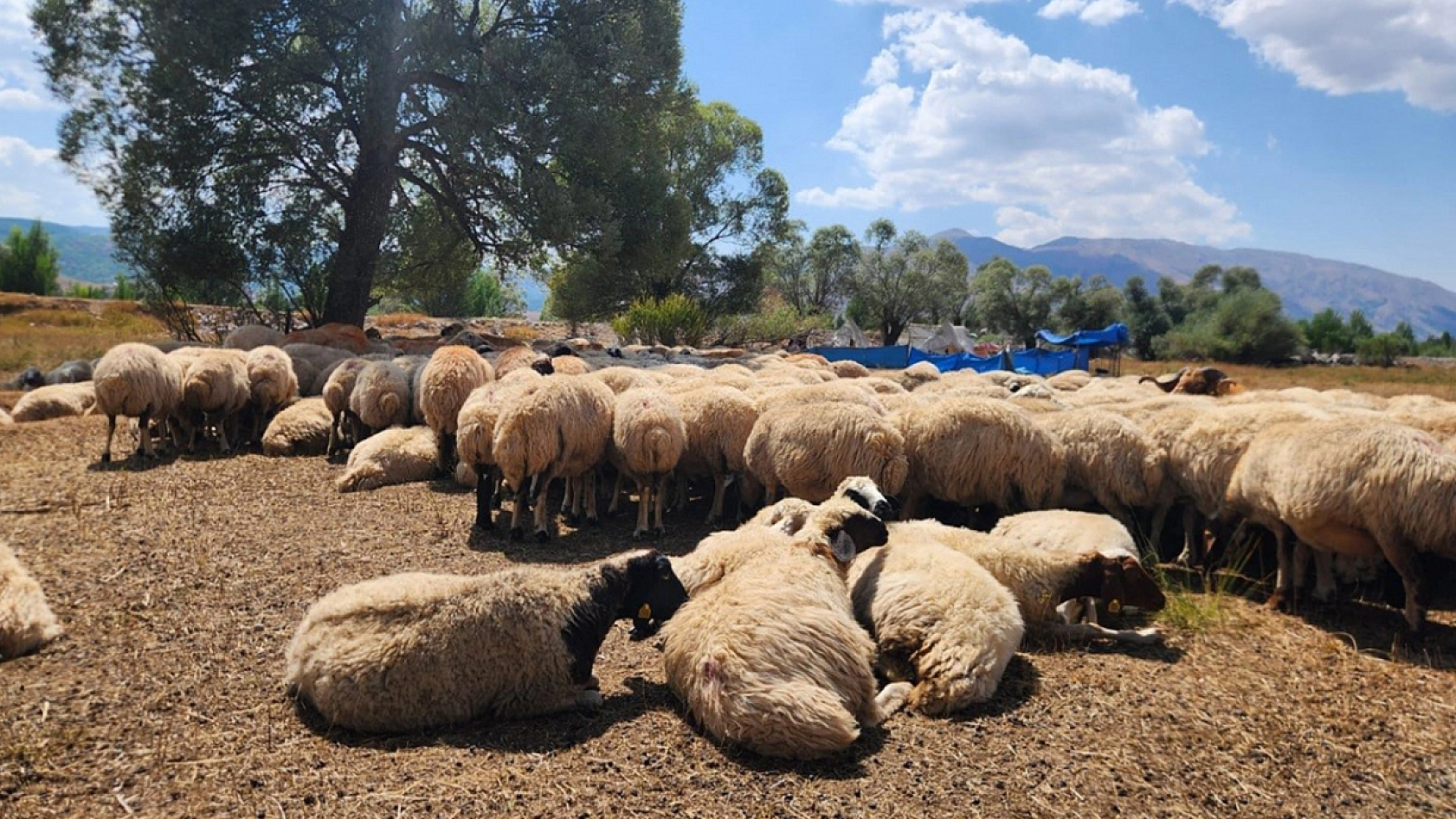 Tunceli'de çoban krizi: bir aylık ücret rekor seviyede