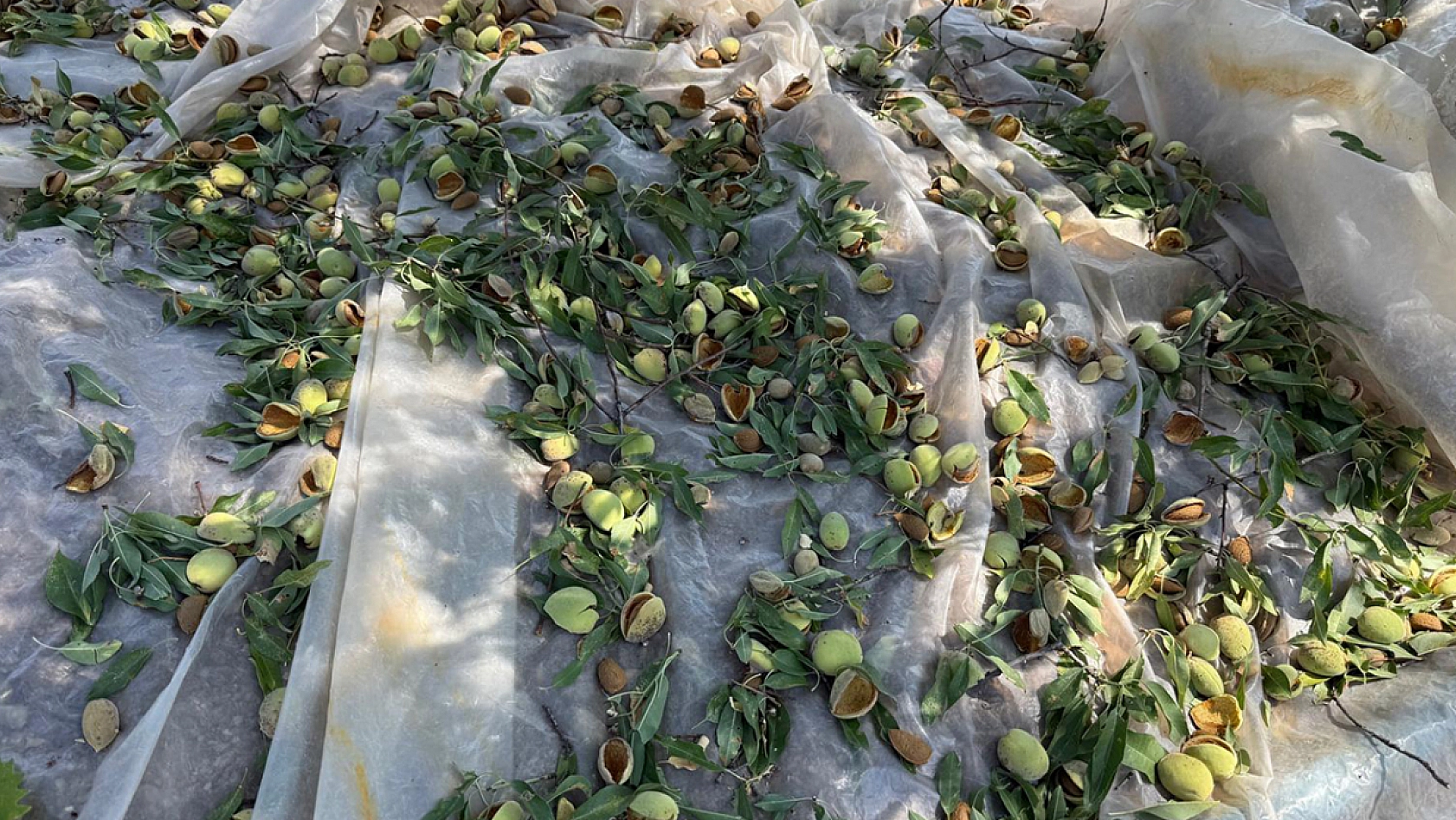 Elazığ'da hasadı başladı: rekolte düşük, fiyatlar hayal kırıklığı yarattı