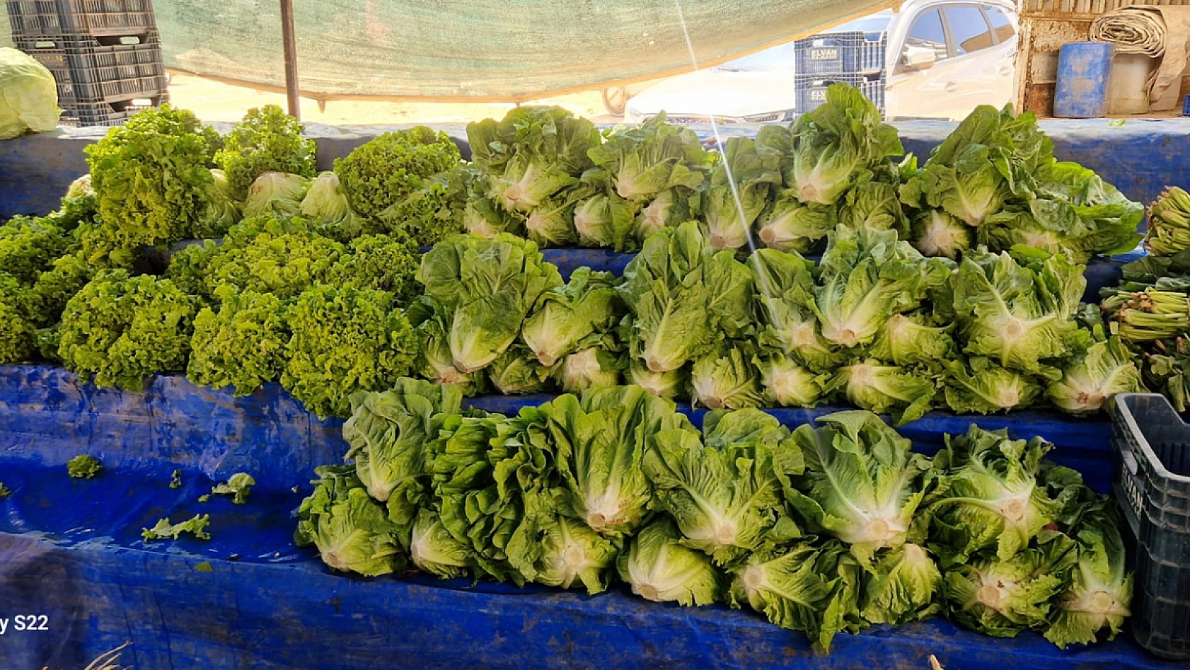 Elazığ'da pazarcılar: 'Yeşillikte verim yüksek, fiyatlar uygun'