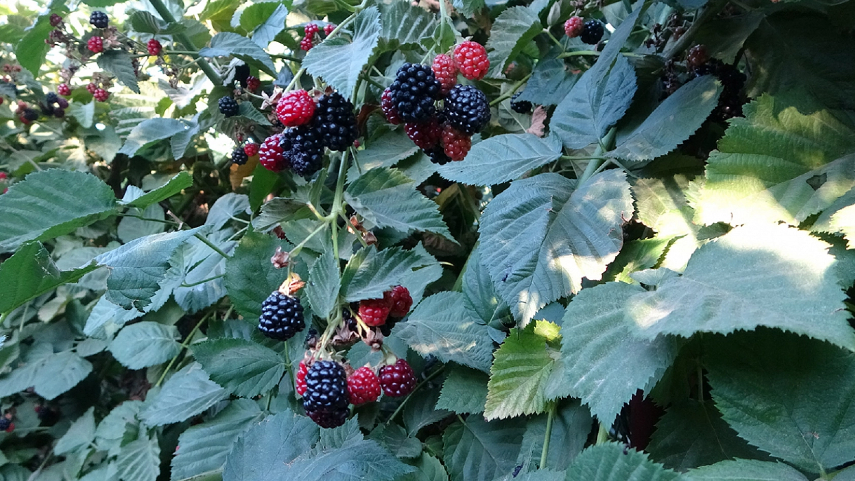 Malatya'da tarımsal üretimde çeşitlilik: Yeni projelerle üreticiye destek