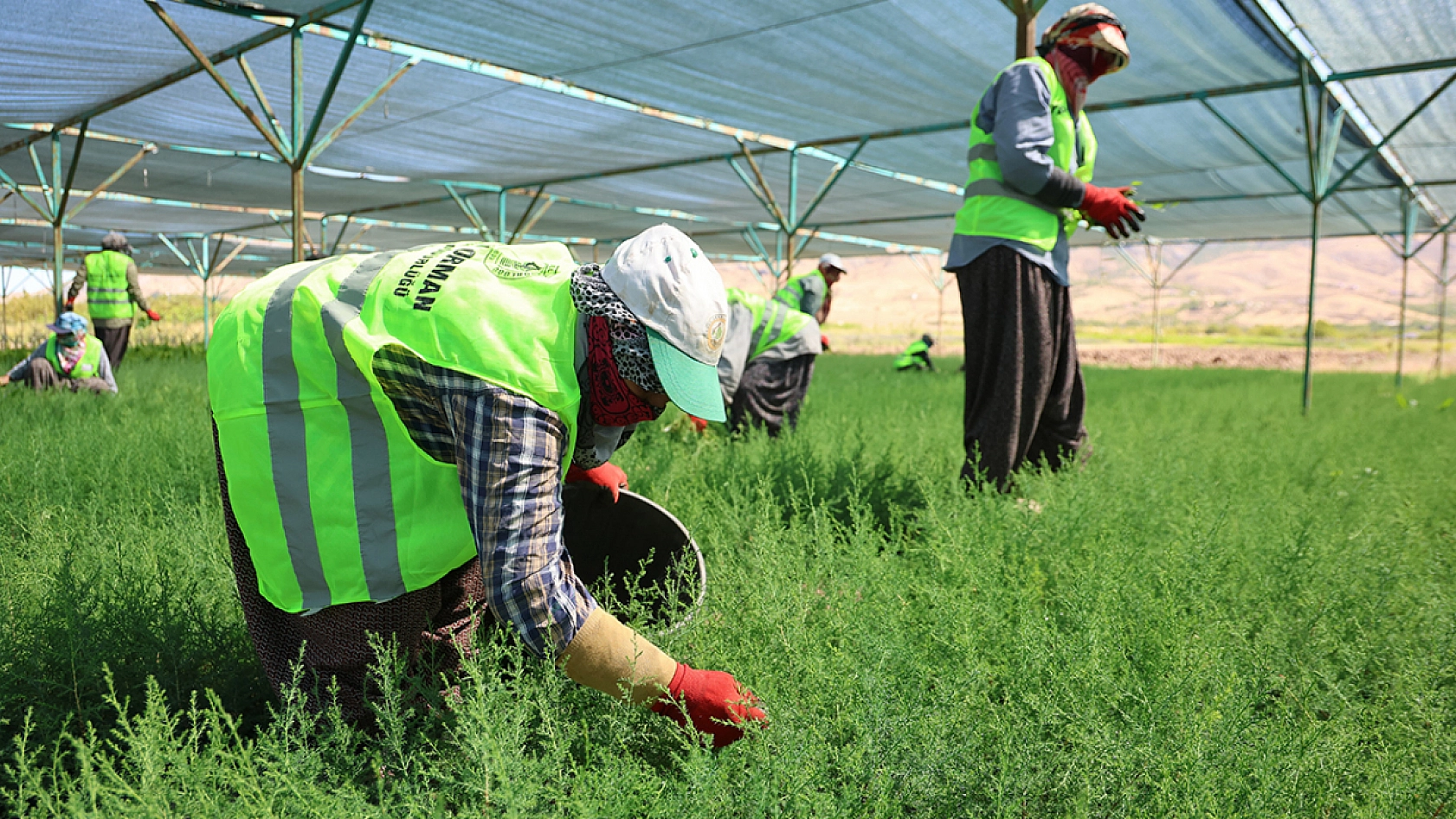 Elazığ'da kadınlar fidanları bir bebek gibi büyütüyor