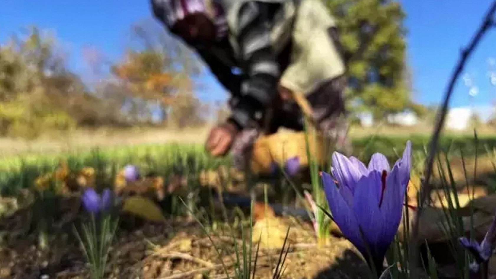 Gramı 600 TL'ye dayanan ürünün hasadı başladı