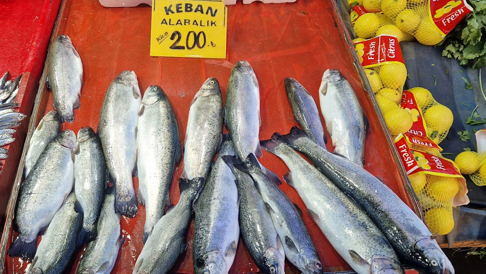Elazığ'da havalar soğudukça balık tezgahları şenleniyor