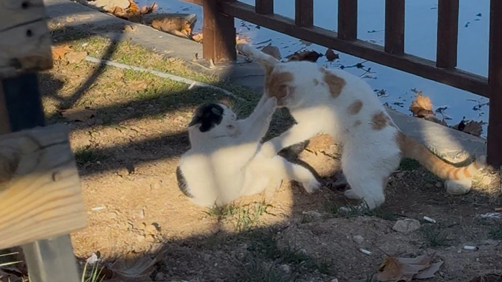 Elazığ'da kavga eden kedilerin sarılarak barışması sosyal medyada gülümsetti