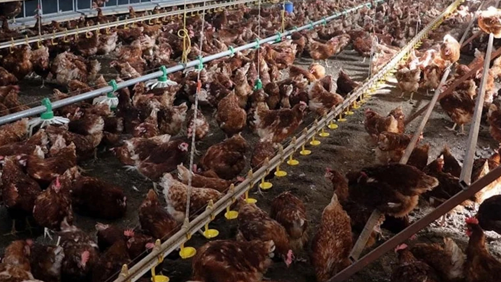 Beyaz et soruşturmasında 13 şirkete denetim kayyımı tedbiri