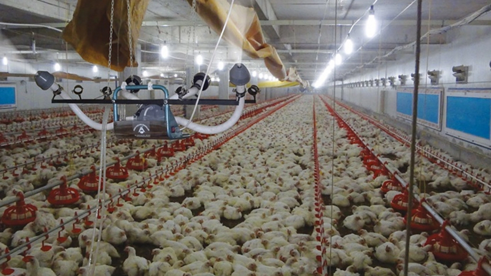 Zamlardan Sonra Tavuğa Yasak Geliyor!