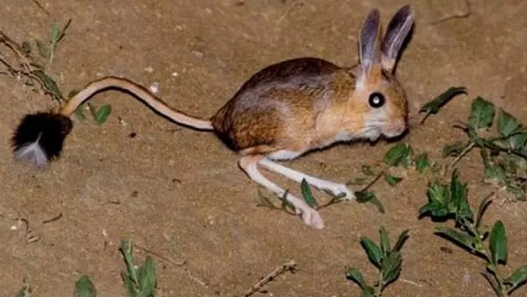 Dünya'nın en ilginç 19 hayvanından biri Elazığ'da görüldü: Görenler direkt bunu yapıyor