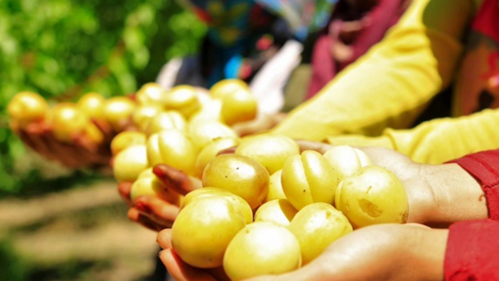 Elazığ'dan dünyaya kapış kapış satılıyor: Şifaları saymakla bitmiyor