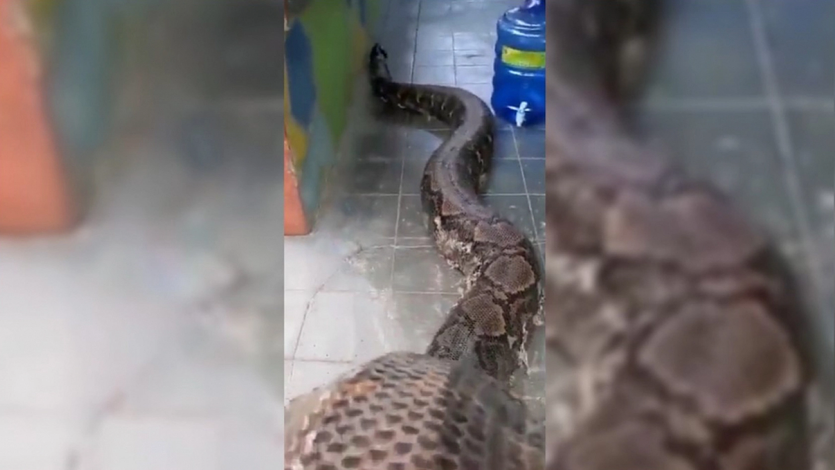 Video: dünyanın en büyük pitonu yakalandı: bu yılan hakkında neler biliniyor?