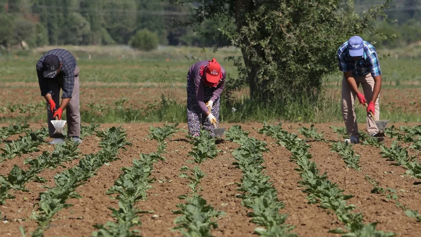 Elazığlının aşkı böyle olur: 'Aşkımız çiftçinin borcu gibi hiç bitmesin'