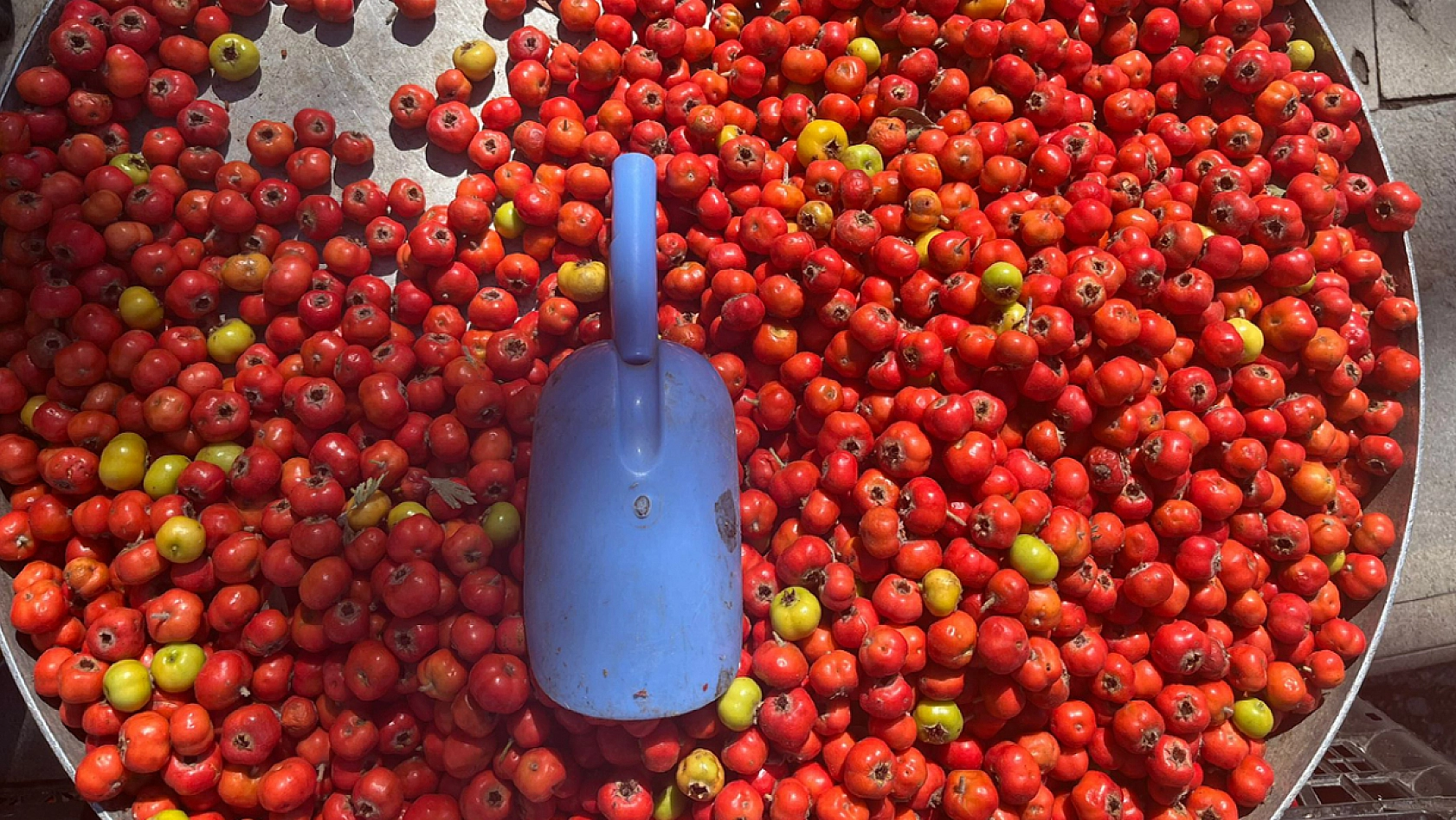 Elazığ'da Şimdi Tam Zamanı 80 Liradan Tezgahlarda Yerini Aldı