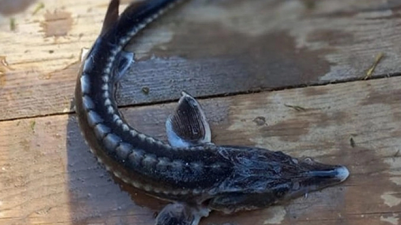 Elazığ'a çok yakın bir noktada yine bulundu: Tam 2 milyon liradan satılıyor