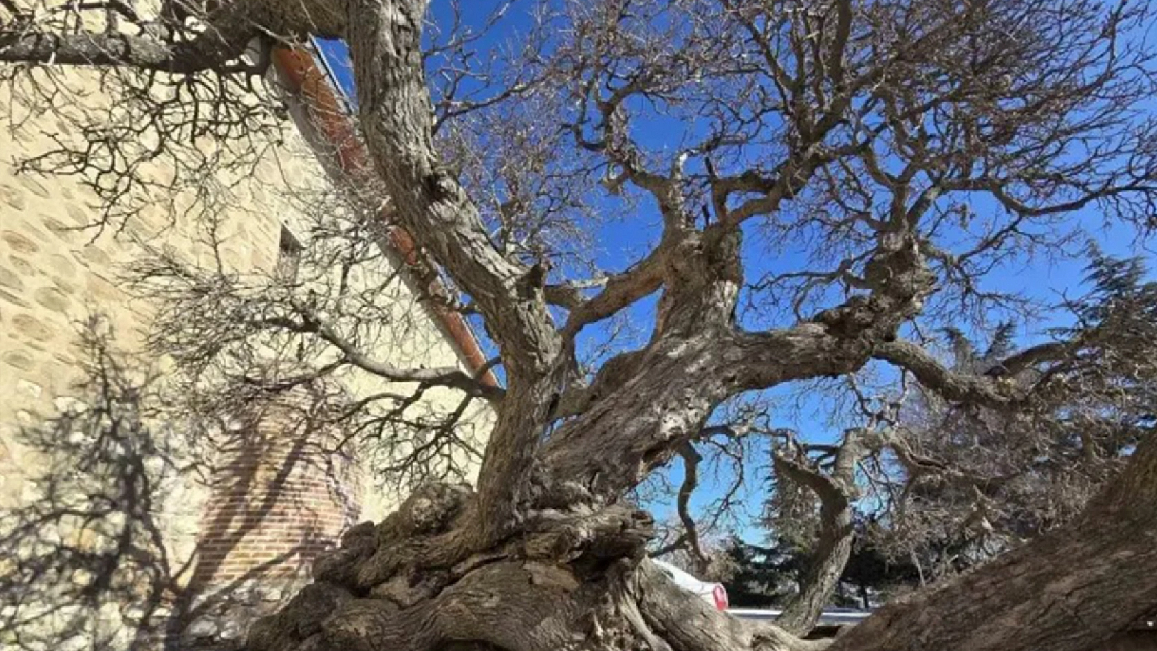 Elazığ'da ağaçlar bile secde ediyor!