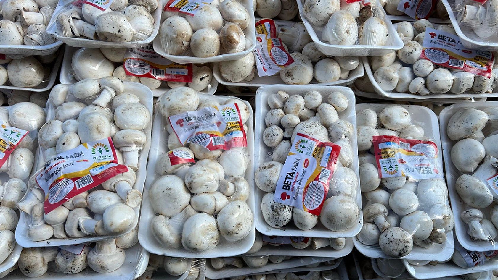 Elazığ'da 3 paketi 100 lira, yetişen alıyor!