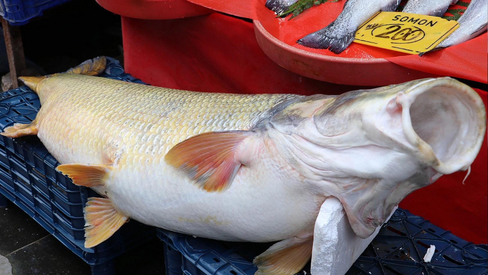 Elazığ'da yakalanan dev balık görenleri hayrete düşürdü